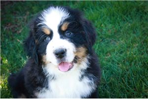 Johnny - Bernese Mountain Dog for sale