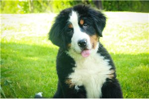 Tigger - Bernese Mountain Dog for sale