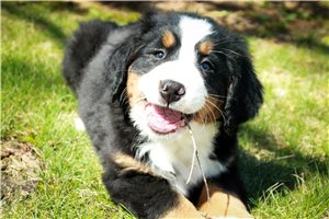 Jillian - puppy for sale