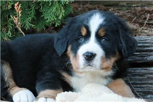 Toby - Bernese Mountain Dog for sale
