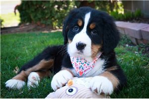 Journey - Bernese Mountain Dog for sale