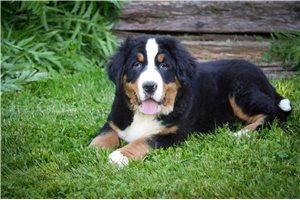 Gunner - Bernese Mountain Dog for sale