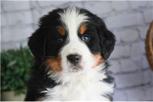 Tyron - Bernese Mountain Dog for sale