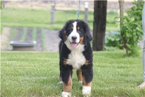 Titan - Bernese Mountain Dog for sale