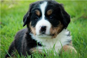 Tilly - Bernese Mountain Dog for sale