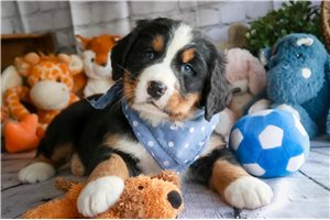 Thaddeus - puppy for sale