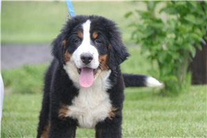 Titan - Bernese Mountain Dog for sale