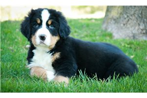 Jacob - Bernese Mountain Dog for sale