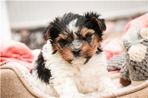 Hermione - Biewer Terrier for sale