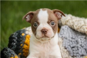 Lucian - puppy for sale