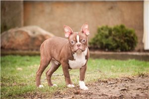 Vernon - puppy for sale