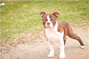 Valor - Boston Terrier for sale