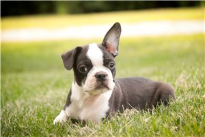 Lucky - Boston Terrier for sale