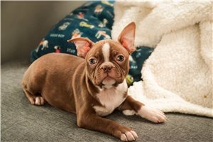 Vernon - Boston Terrier for sale