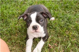 Lawson - Boston Terrier for sale