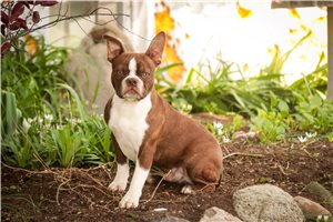 Vander - Boston Terrier for sale