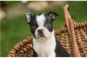 Lars - Boston Terrier for sale