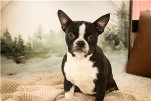 Luca - Boston Terrier for sale
