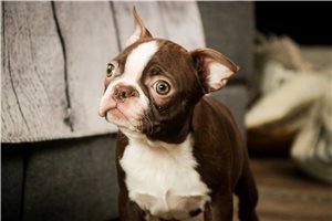 Vicky - Boston Terrier for sale