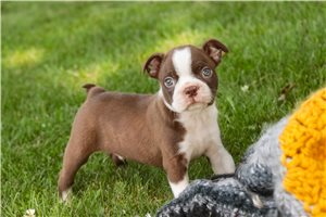 Link - puppy for sale
