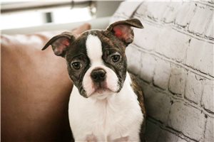 Vaughn - Boston Terrier for sale
