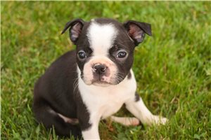 Layla - puppy for sale