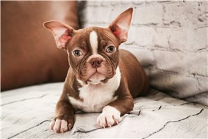 Vernon - Boston Terrier for sale