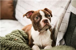 Vander - Boston Terrier for sale