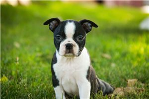 Leila - puppy for sale