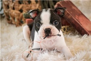 Felix - Boston Terrier for sale