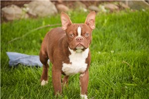 Vernon - Boston Terrier for sale
