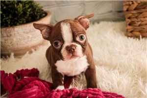 Vicky - Boston Terrier for sale