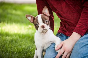 Felicity - Boston Terrier for sale