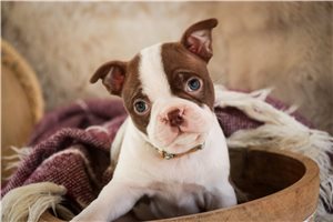 Felicity - Boston Terrier for sale