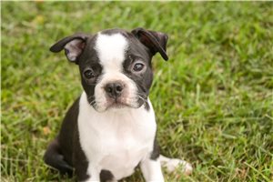 Layla - Boston Terrier for sale