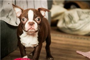 Vicky - Boston Terrier for sale