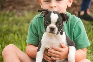Layla - Boston Terrier for sale