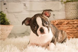 Vaughn - puppy for sale