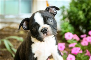 Licorice - puppy for sale