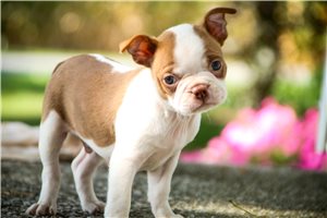 Kole - puppy for sale