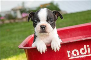 Lucky - puppy for sale