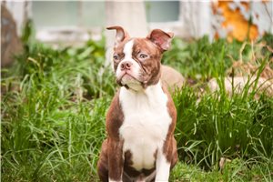 Vander - puppy for sale