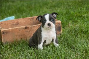Lawson - Boston Terrier for sale