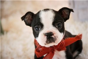 Frankie - puppy for sale