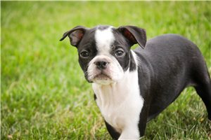 Lars - Boston Terrier for sale