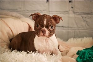 Valarie - puppy for sale