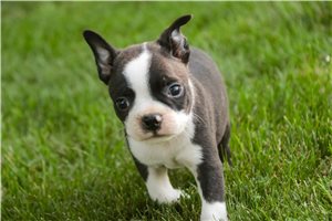 Lawson - puppy for sale