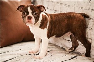 Valor - Boston Terrier for sale