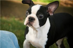 Lucky - Boston Terrier for sale