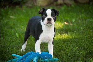 Lucky - puppy for sale